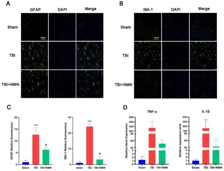 NMN treatment attenuates microglia and astrocyte activation and suppresses inflammatory responses in hippocampal CA1 8 days after TBI