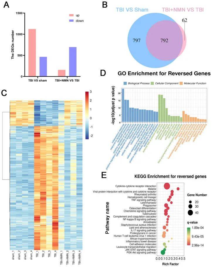 MN treatment reverses 792 differentially expressed genes after TBI