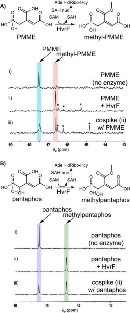 The accumulation of methylated PMME was found