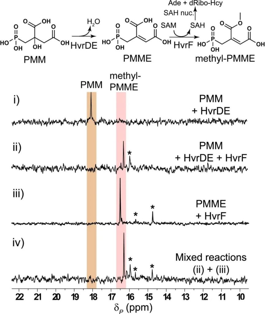HvrF also catalyzes the methylation of pantaphos