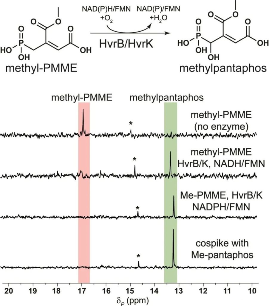 It was proved that methylated PMME was an intermediate in pantaphos biosynthesis