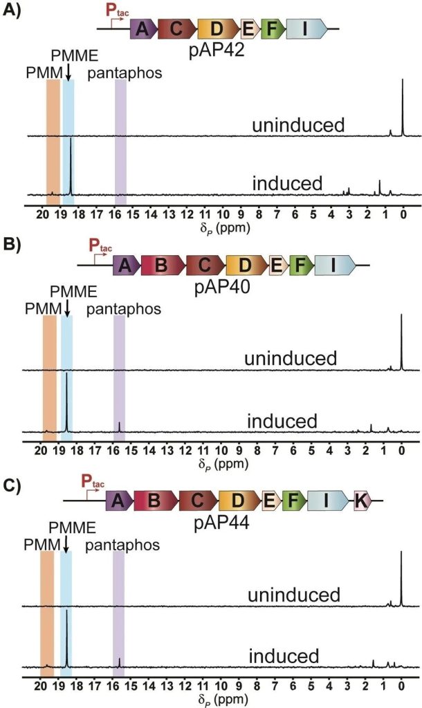 pantaphos was also accumulated by heterologous expression of the smallest gene combinations in E. coli