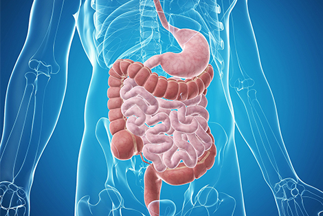 Oral NMN may relieve inflammatory bowel disease