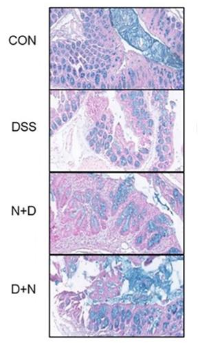 NMN repaired the mucous layer in the mouse gut that had been damaged by inflammation