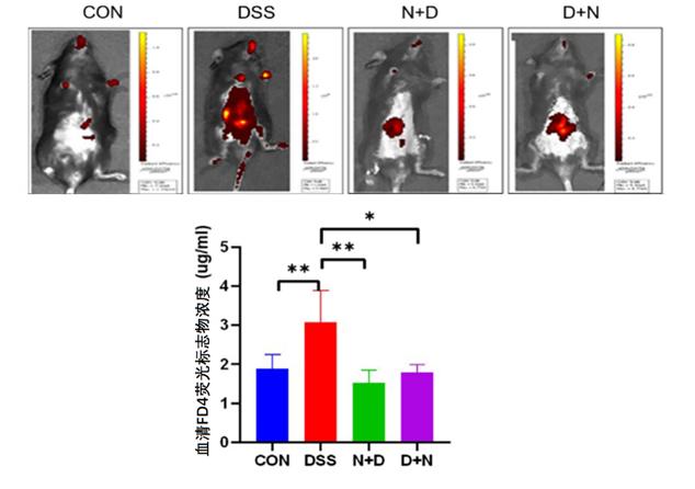 Detection of FD-4 fluorescent labeling in mice