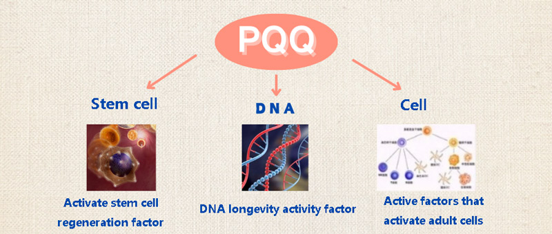 Interpretation of PQQ treatment response