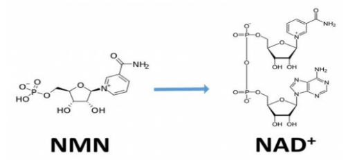 Why is NMN called the modern elixir of Youth?