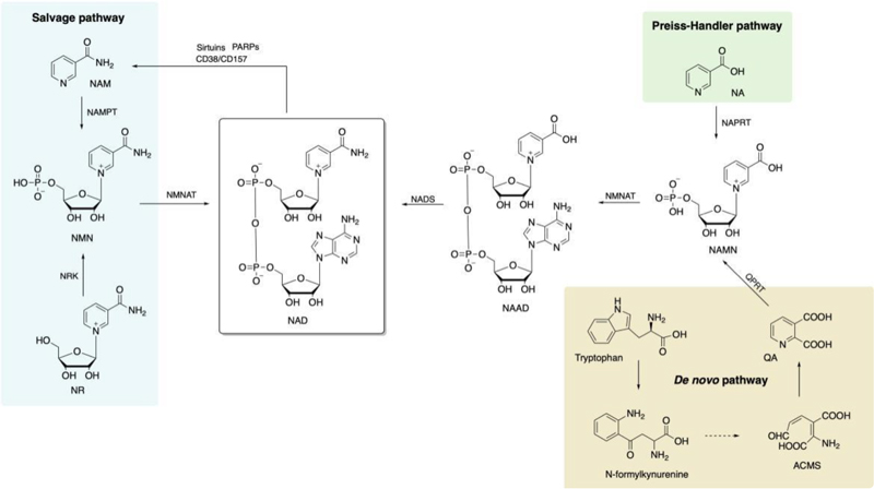 Common NAD+ precursors