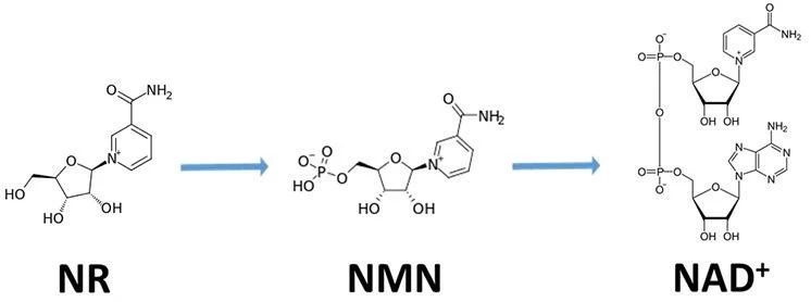 NR - NMN - NAD+