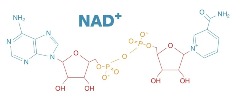 Exploring NAD+ precursors: Why is supplementing with NMN the best option?