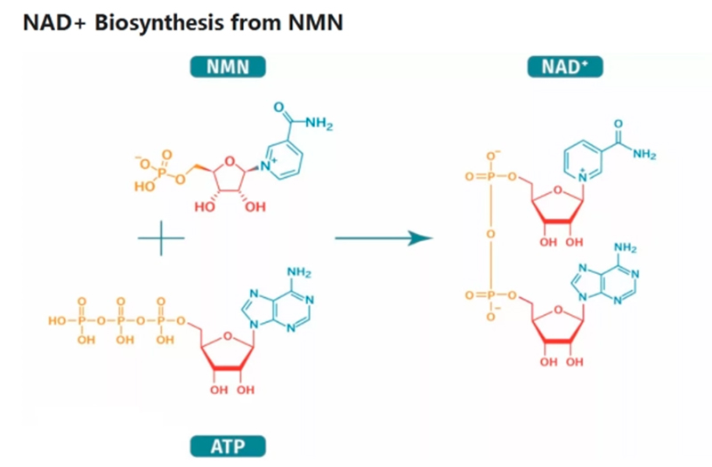 NAD+ Biosynthesis from NMN