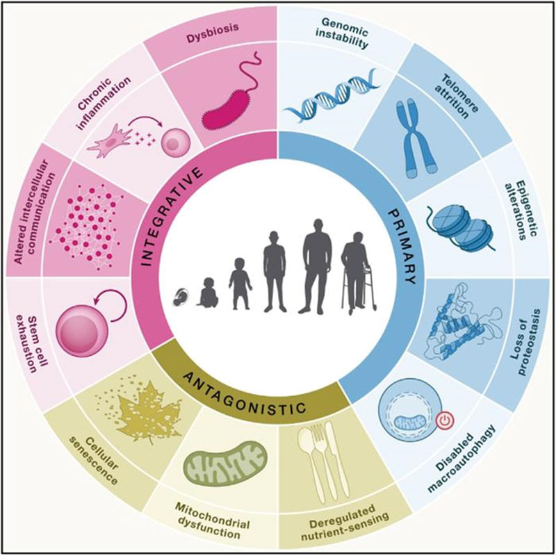 FIG. | 12 features of aging: loss of genomic stability, telomere depletion, epigenetic changes, loss of protein homeostasis, dysfunction of macroautophagy, dystrophic sensitivity, mitochondrial dysfunction, cellular senescence, stem cell depletion, altered intercellular communication, chronic inflammation, and dysbiosis.