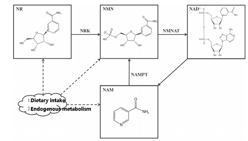 Metabolic processes of NMN, NRK: nicotinamide ribokinase; NMNAT: nicotinamide mononucleotide adenosine transferase; NAMPT: Nicotinamide phosphoribosyl transferase